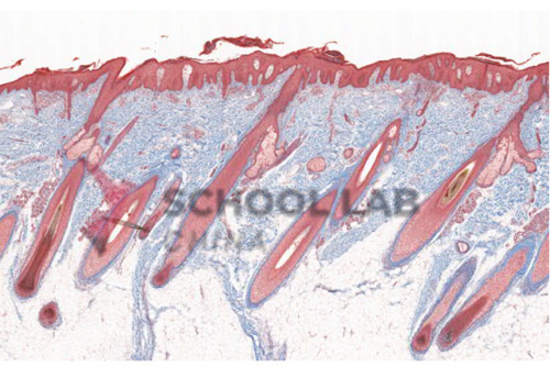 Prepared Microscope Slide Set - Human Anatomy: Set 1 - Set of 6 Slides